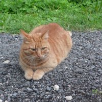 Кот :: Михаил Елочкин