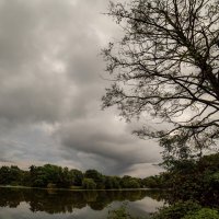 Падающее дерево... :: Николай Гирш