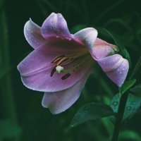 Лилия :: Елена Макарова 