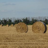 В июле поля скошены и убраны в валки :: Татьяна Машошина