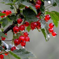 Красные ягодки :: Татьяна Лютаева