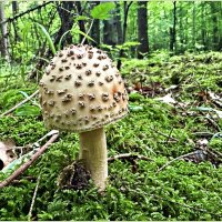 Мухомор серо-розовый. :: Валерия Комова