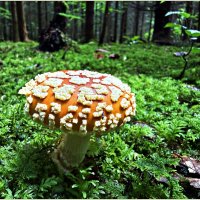 Мухомор красный. :: Валерия Комова Мухомор красный. :: Валерия Комова