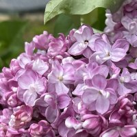 Сирень «Утро России» :: Татьяна 