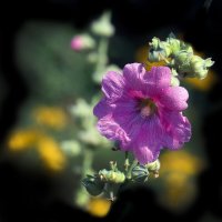 мальва :: Михаил Бибичков