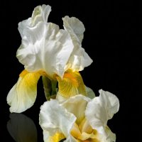 Ирисы :: Роман Савоцкий