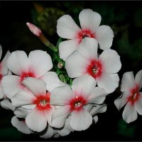 Нежные флоксы вечером :: Наталья *** Нежные флоксы вечером :: Наталья ***
