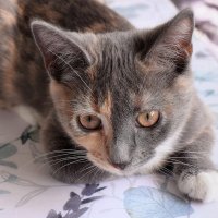 Одно из любимых мест - гладильная доска. :: Татьяна Помогалова Одно из любимых мест - гладильная доска. :: Татьяна Помогалова