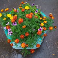 А у нас во дворе (всё же в соседнем) :: Андрей Лукьянов А у нас во дворе (всё же в соседнем) :: Андрей Лукьянов