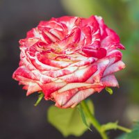 **** :: Виталий Емельянов