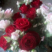 ВСЕХ С ДНЕМ ДРУЖБЫ! СЧАСТЬЯ,ЗДОРОВЬЯ,ДОБРА ВАМ! :: Елена Семигина