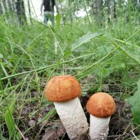 грибникам на радость :: Ольга Гомзина