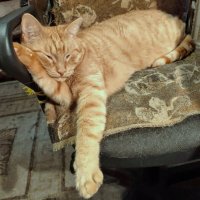 Сладкий сон :: Александр Чеботарь Сладкий сон :: Александр Чеботарь