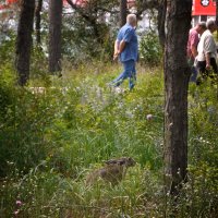 заяц в городе :: Лера заяц в городе :: Лера