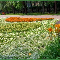 Цветы в парке :: Ольга Довженко