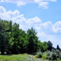 Летняя зелень :: Георгиевич Летняя зелень :: Георгиевич