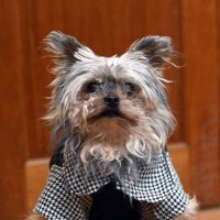 Домашний питомец *** Pet :: Aleksandr Borisov Домашний питомец *** Pet :: Aleksandr Borisov