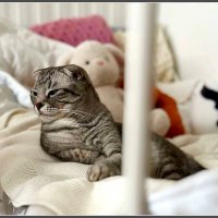 Хранитель игрушек :: Ольга Довженко