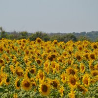 Подсолнухи на солнышко во все глаза глядят... :: Надежда Куркина Подсолнухи на солнышко во все глаза глядят... :: Надежда Куркина