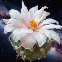 Кактус летящий на крыльях ночи во вселенной :: Александр Деревяшкин