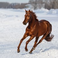 Конь :: SanSan 
