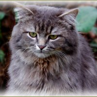 Котик загрустил ... :: Валентина Надсон