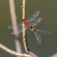 Sympetrum sanguineum :: Игорь Сарапулов