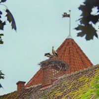 аист на крыше :: ИННА ПОРОХОВА