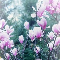 Магнолия :: Лана Магнолия :: Лана