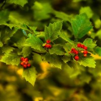 Природа