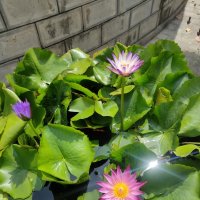 Водяная линия