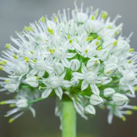 Small onion flowers | 9 :: Sergey Sonvar Small onion flowers | 9 :: Sergey Sonvar