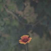 Gaillardia pulchella