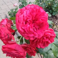 Мобильное фото :: Сергей Тимоновский