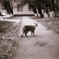 Кот