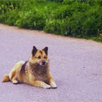 Ждет :: Василий Сеничкин