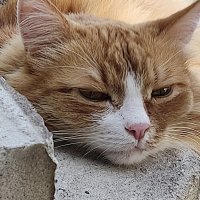 Суровый уральский кот.