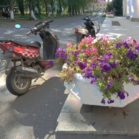 Кони-звери