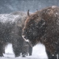 Let It Snow …