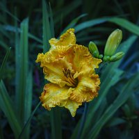 Фантазии природы
