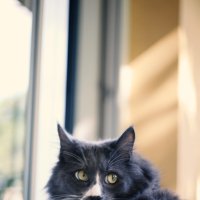 Кот