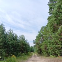 дорога в лес