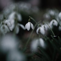 Подснежников мартовских цвет. :: Анатолий Щербак