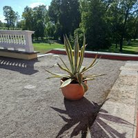 В цветочном парке Кадриорг