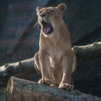 Лето, Август - ВрачЪ у меня АНГИНА