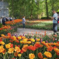 Фестиваль тюльпанов. СПб.