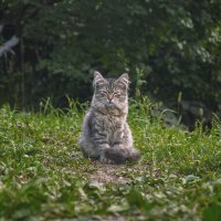 Домашние животные