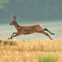 Дикие животные