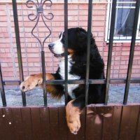 Наблюдаю за порядком на даче