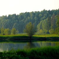 зелень